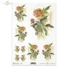 rose, roses, background, flower, flowers, majestic roses in the lead role, R254